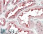 SDF4 (aa161-175) Antibody (internal region)