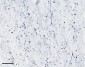 TPH2 (aa16-29) Antibody (N-Term)