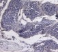 PCNA Antibody (internal region)