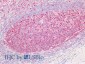 PCNA (aa111-122) Antibody (internal region)