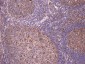 c-FOS (aa283-295) Antibody (internal region)