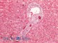 cytokeratin 19 (aa285-298) Antibody (internal region)