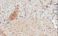 GPR120 Antibody (internal region)