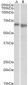 PRKAA2 Antibody (internal region)