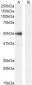 PAX1 (aa318-329) Antibody (internal region)