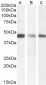SDF4 (aa161-175) Antibody (internal region)