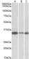 PCNA Antibody (internal region)