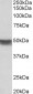 cytokeratin 20 Antibody (internal region)