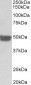 cytokeratin 20 (aa48-60) Antibody (internal region)