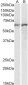 calreticulin Antibody (internal region)