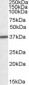 Arginase I Antibody (C-Term)