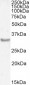 Myogenin / MYF4 Antibody (C-Term, near)