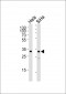 SNAI1 Antibody (N-term R8)