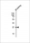 SNAI1 Antibody (N-term R8)