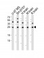 STMN2 Antibody (N-term)