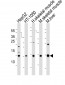 NDUFA12 Antibody (N-term)