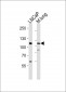 PRDM16 Antibody (Center)