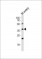 Mouse Actl6a Antibody (C-term)