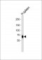 MX1 + MX2 antibody