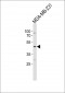 EDG4 Antibody (N-term)