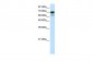 ELL antibody - C-terminal region