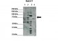 RAD17 antibody - C-terminal region