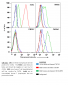 CXCR4 antibody - N-terminal region