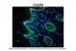 CXCR4 antibody - N-terminal region