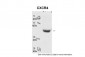 CXCR4 antibody - N-terminal region