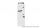 CXCR4 antibody - N-terminal region