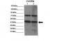 CXCR4 antibody - N-terminal region