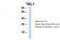 TAL1 antibody - N-terminal region