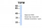 TSFM antibody - middle region