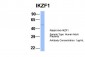 IKZF1 antibody - middle region