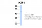 IKZF1 antibody - middle region