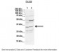 DLX2 antibody - N-terminal region