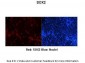 SOX2 antibody - N-terminal region