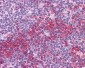 SOX2 antibody - N-terminal region