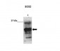 SOX2 antibody - N-terminal region