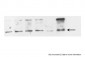 SMAD4 antibody - middle region