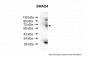 SMAD4 antibody - middle region
