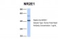 NR2E1 antibody - N-terminal region