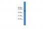 FOXO4 antibody - C-terminal region