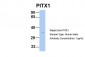 PITX1 antibody - N-terminal region