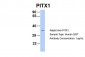 PITX1 antibody - N-terminal region
