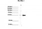 RUVBL1 antibody - N-terminal region