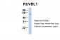 RUVBL1 antibody - N-terminal region