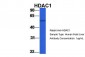 HDAC1 antibody - middle region