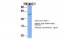 HDAC1 antibody - middle region