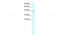 RUVBL2 antibody - N-terminal region